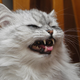 Illustration for article titled Fuck You, Cats